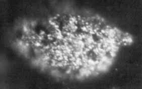 Berkelium specimen